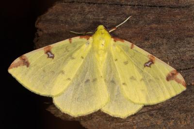 <i>Opisthograptis luteolata</i>
