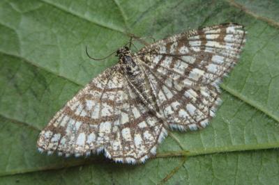 <i>Chiasmia clathrata</i>