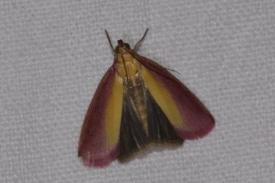 <i>Oncocera semirubella</i>