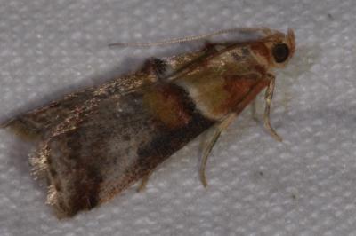 <i>Acrobasis tumidana</i>