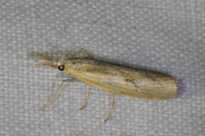 <i>Agriphila inquinatella</i>