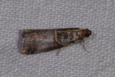 <i>Acrobasis advenella</i>