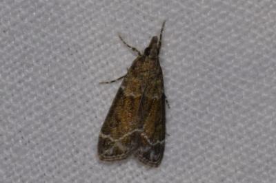 <i>Eudonia mercurella</i>