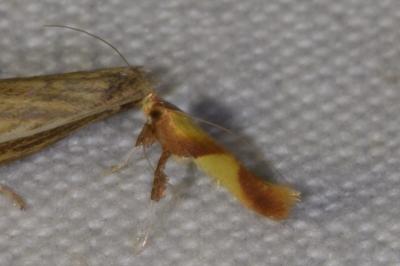 <i>Caloptilia robustella</i>