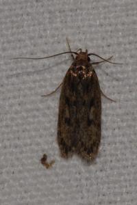<i>Hofmannophila pseudospretella</i>