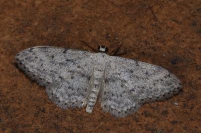 <i>Idaea seriata</i>