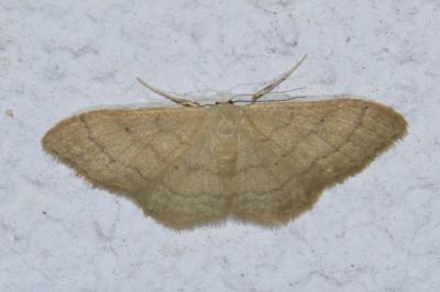 <i>Idaea straminata</i>