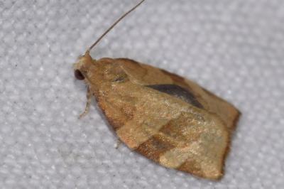 <i>Pandemis cerasana</i>