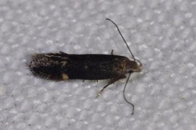 <i>Aproaerema anthyllidella</i>