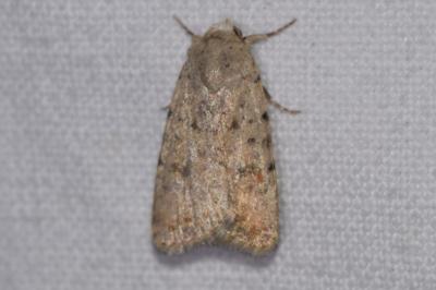 <i>Caradrina clavipalpis</i>