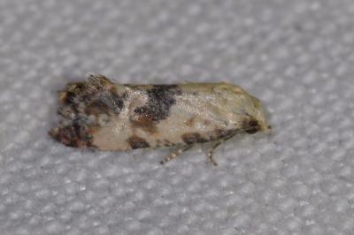 <i>Cochylis posterana</i>