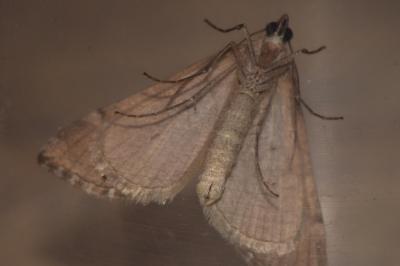 <i>Aplocera efformata</i>