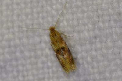<i>Bucculatrix ulmella</i>