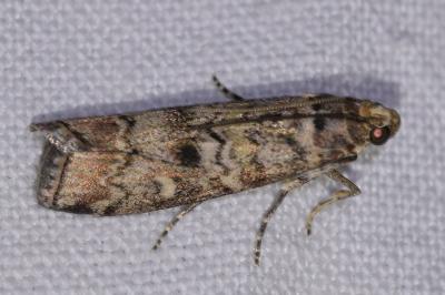 <i>Dioryctria abietella</i>