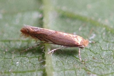 <i>Phyllonorycter messaniella</i>
