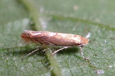 <i>Phyllonorycter messaniella</i>