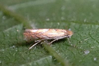 <i>Phyllonorycter messaniella</i>