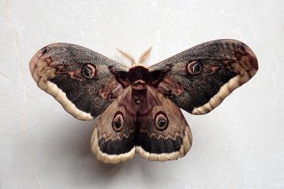 <i>Saturnia pyri</i>