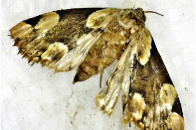 <i>Thyatira batis</i>