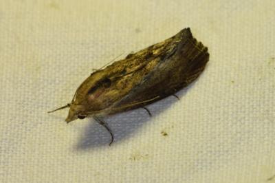 Galleria mellonella