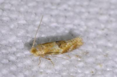 <i>Bucculatrix ulmella</i>
