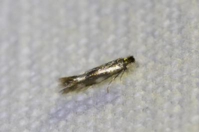 <i>Bucculatrix nigricomella</i>
