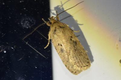 <i>Agonopterix yeatiana</i>