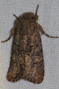 <i>Luperina testacea</i>