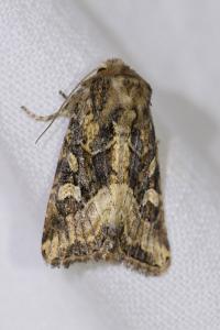 <i>Luperina dumerilii</i>