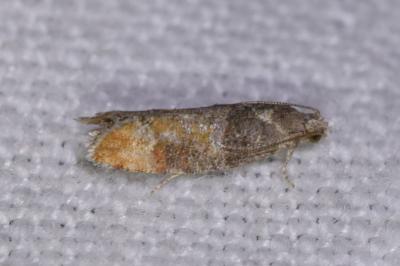 <i>Clavigesta purdeyi</i>
