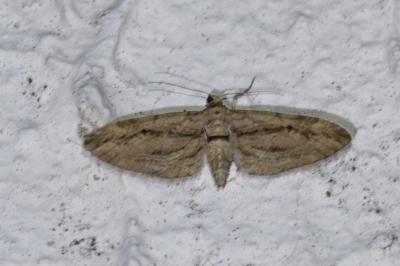 <i>Eupithecia phoeniceata</i>