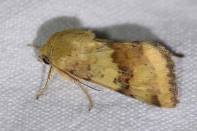 <i>Heliothis viriplaca</i>