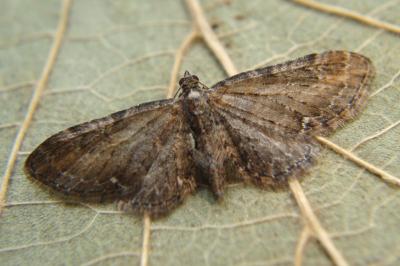 Eupithecia vulgata