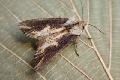 <i>Egira conspicillaris</i>