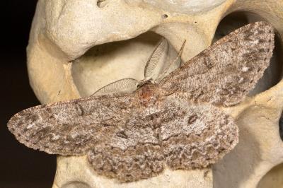 <i>Hypomecis punctinalis</i>