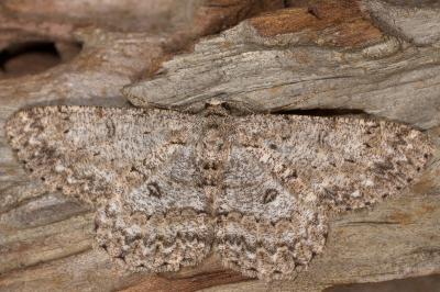 <i>Hypomecis punctinalis</i>