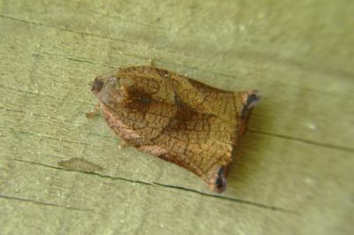 <i>Archips podana</i>