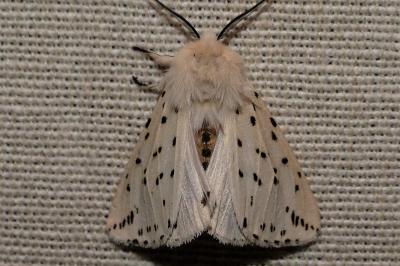 <i>Spilosoma lubricipeda</i>