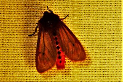 Phragmatobia fuliginosa