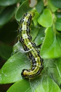 <i>Cydalima perspectalis</i>