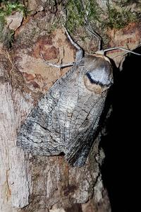 <i>Cossus cossus</i>