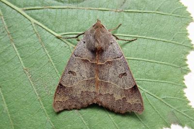 <i>Minucia lunaris</i>