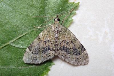 <i>Acasis viretata</i>