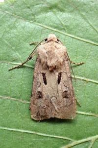 <i>Agrotis exclamationis</i>