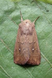 <i>Mythimna albipuncta</i>