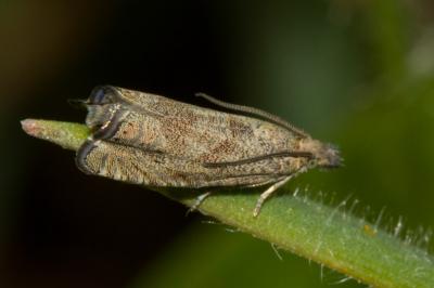 <i>Dichrorampha</i>