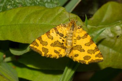 <i>Pseudopanthera macularia</i>