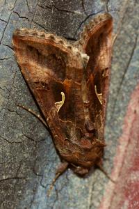 <i>Autographa gamma</i>