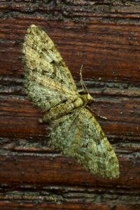 <i>Eupithecia dodoneata</i>