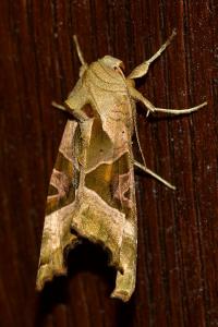 <i>Phlogophora meticulosa</i>